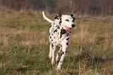 DALMATIEN 425